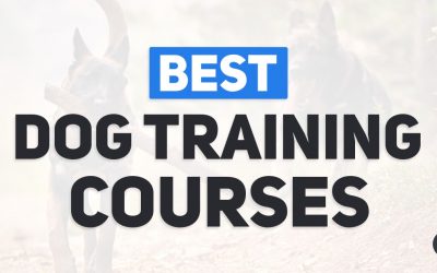 Best Dog Training Courses