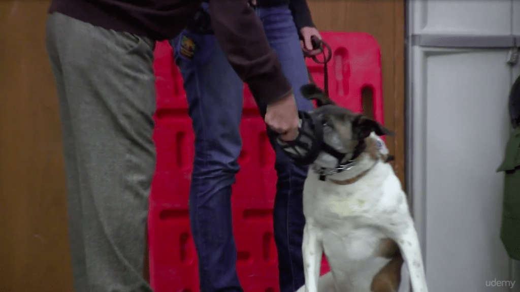 Best Dog Training Courses - Growl Class